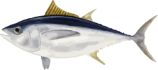 Image of a Bigeye Tuna