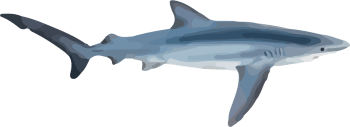 Image of a Blue Shark