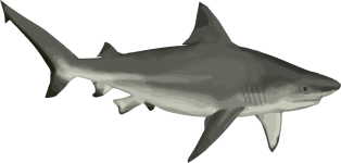 Image of a Bull Shark