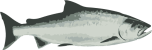 Image of a Chinook Salmon