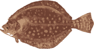Image of a Flounder