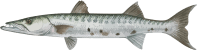 Image of a Great Barracuda