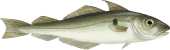 Image of a Haddock