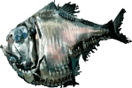 Image of a Hatchetfish