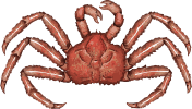 Image of a King Crab