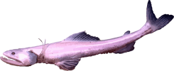 Image of a Lizardfish