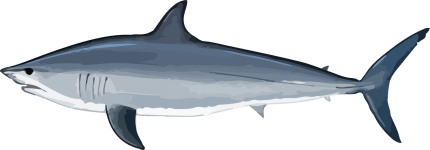 Image of a Mako Shark