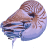 Image of a Nautilus