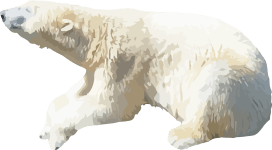 Image of a Polar Bear