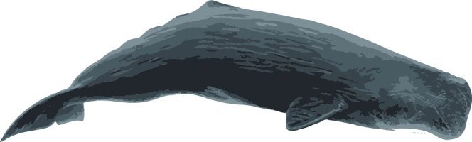 Image of a Sperm Whale Dive