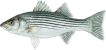 Image of a Striped Bass