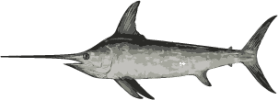 Image of a Swordfish